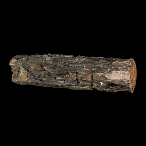 3.2" Fossilized Blue Forest Petrified Wood Limb Branch Eden Wyoming 50 Mil Yrs Old - Fossil Age Minerals