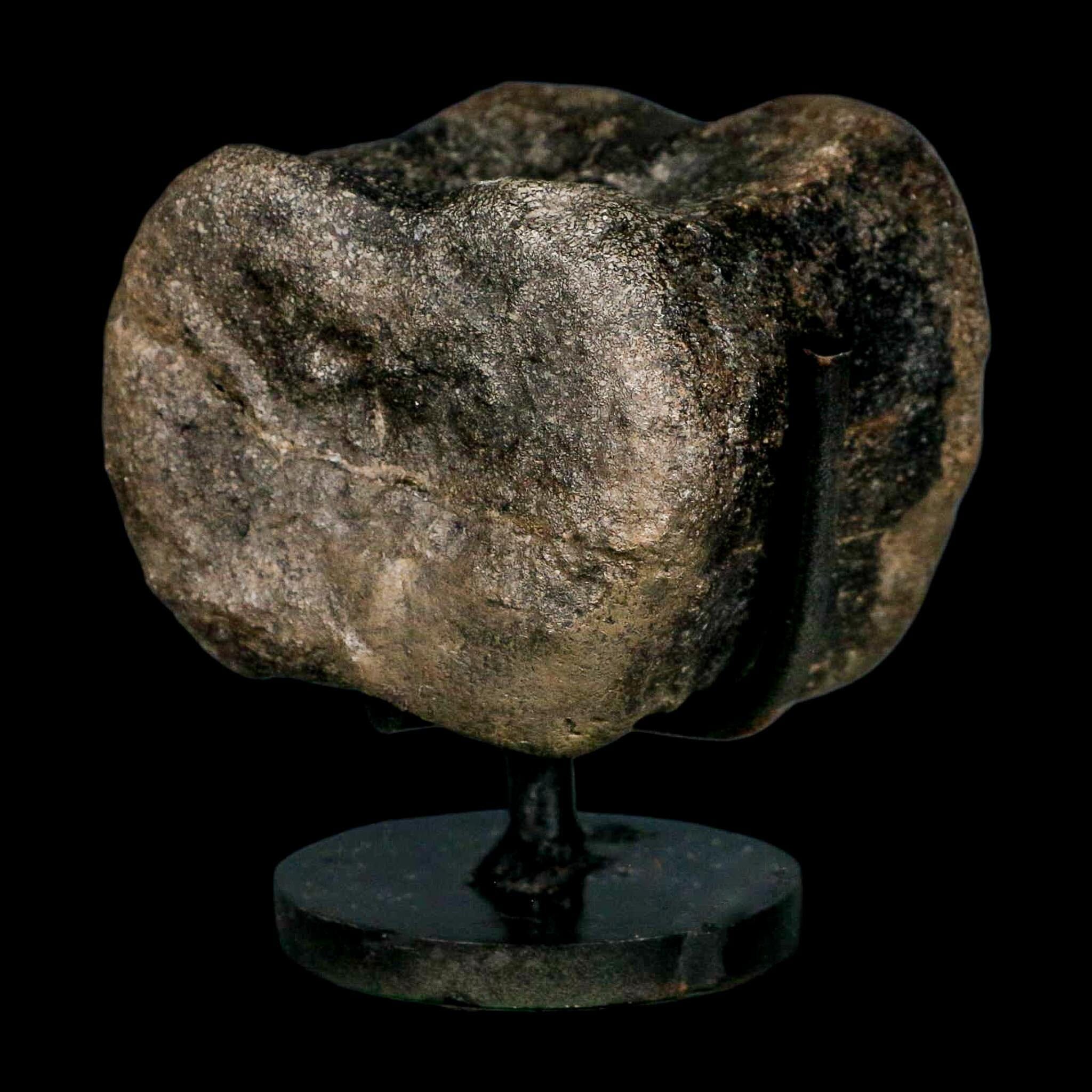 2.6" Maiasaura Hadrosaur Dinosaur Vertebrae Bone Fossil Two Medicine FM MT COA - Fossil Age Minerals