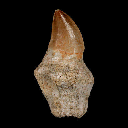 2" Mosasaur Prognathodon Anceps Fossil Tooth Rooted Cretaceous Dinosaur Era COA