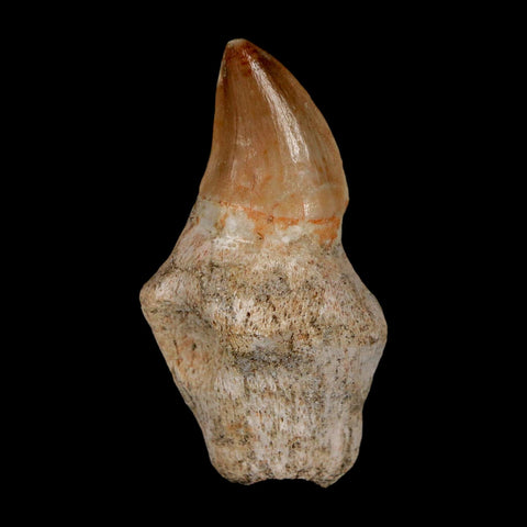 2" Mosasaur Prognathodon Anceps Fossil Tooth Rooted Cretaceous Dinosaur Era COA