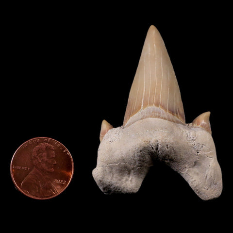 2.1" Otodus Obliquus Shark Fossil Tooth Specimen Oued Zem Morocco COA - Fossil Age Minerals