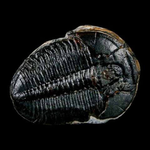 1.3" Elrathia Kingi Trilobite Fossil Utah Cambrian Age 521 Million Years Old COA - Fossil Age Minerals