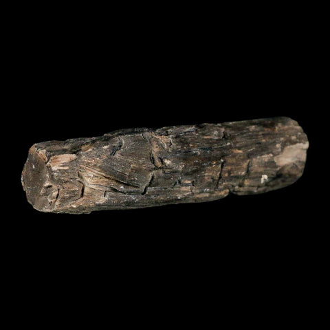 3.2" Fossilized Blue Forest Petrified Wood Limb Branch Eden Wyoming 50 Mil Yrs Old - Fossil Age Minerals