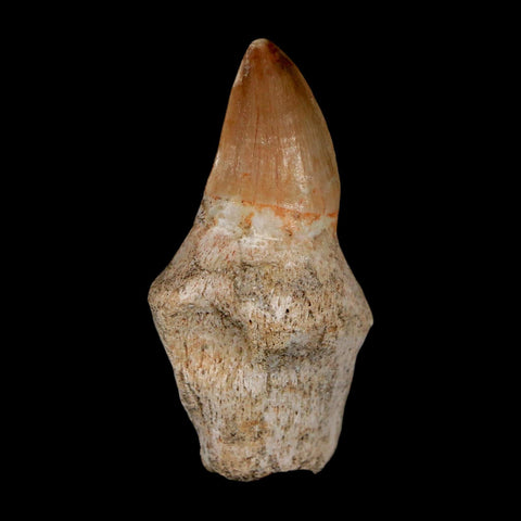 2" Mosasaur Prognathodon Anceps Fossil Tooth Rooted Cretaceous Dinosaur Era COA