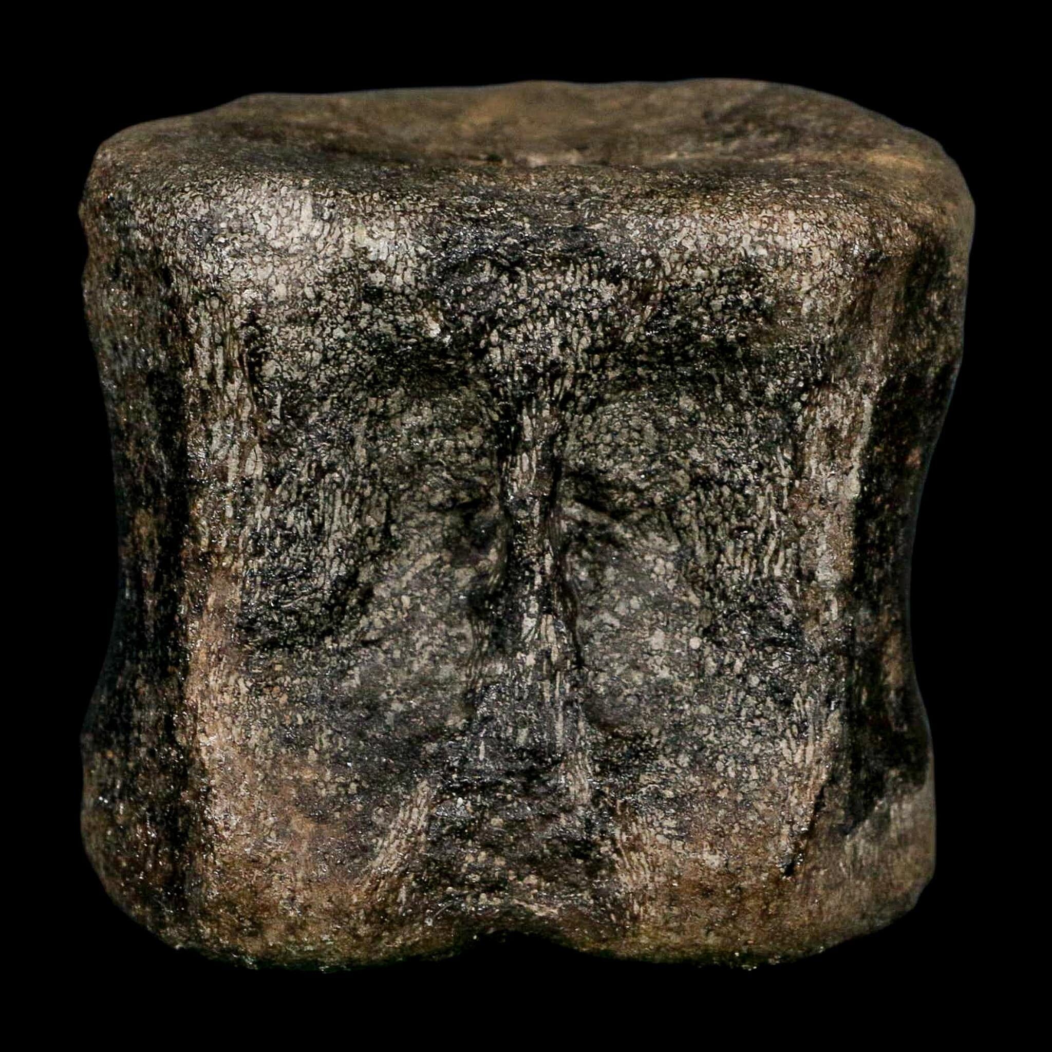 2.6" Maiasaura Hadrosaur Dinosaur Vertebrae Bone Fossil Two Medicine FM MT COA - Fossil Age Minerals