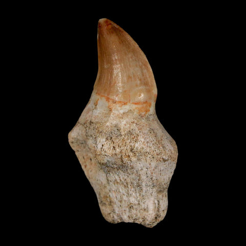 2" Mosasaur Prognathodon Anceps Fossil Tooth Rooted Cretaceous Dinosaur Era COA