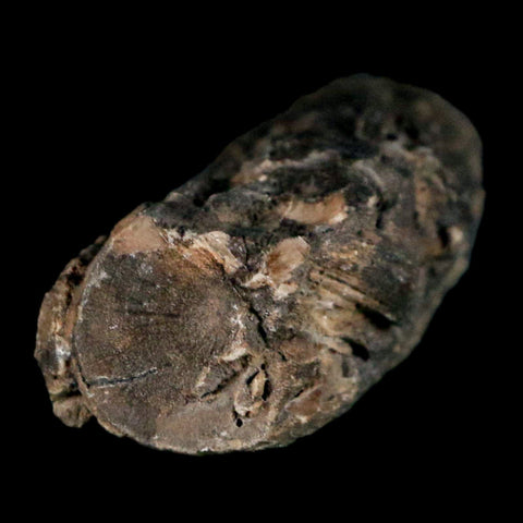 3.2" Fossilized Blue Forest Petrified Wood Limb Branch Eden Wyoming 50 Mil Yrs Old - Fossil Age Minerals