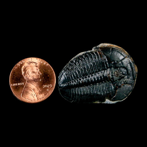 1.3" Elrathia Kingi Trilobite Fossil Utah Cambrian Age 521 Million Years Old COA - Fossil Age Minerals
