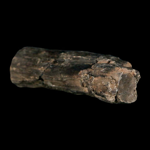 3.2" Fossilized Blue Forest Petrified Wood Limb Branch Eden Wyoming 50 Mil Yrs Old - Fossil Age Minerals