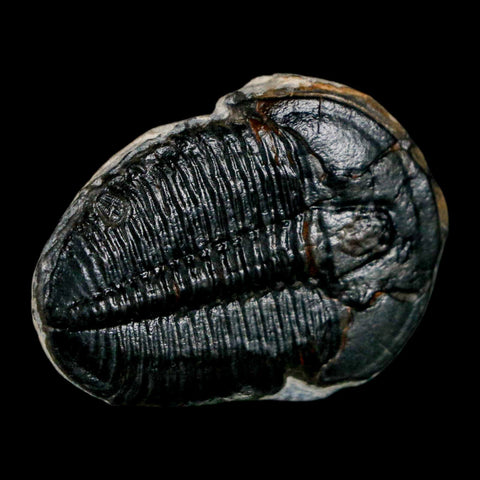 1.3" Elrathia Kingi Trilobite Fossil Utah Cambrian Age 521 Million Years Old COA - Fossil Age Minerals