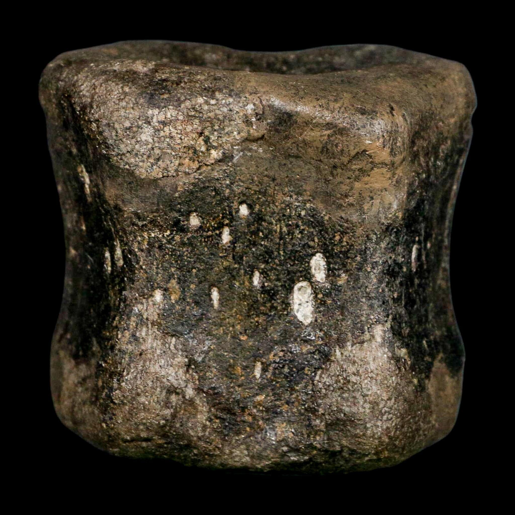 2.6" Maiasaura Hadrosaur Dinosaur Vertebrae Bone Fossil Two Medicine FM MT COA - Fossil Age Minerals