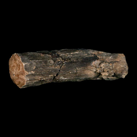 3.2" Fossilized Blue Forest Petrified Wood Limb Branch Eden Wyoming 50 Mil Yrs Old - Fossil Age Minerals