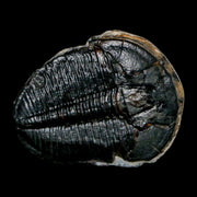 1.3" Elrathia Kingi Trilobite Fossil Utah Cambrian Age 521 Million Years Old COA