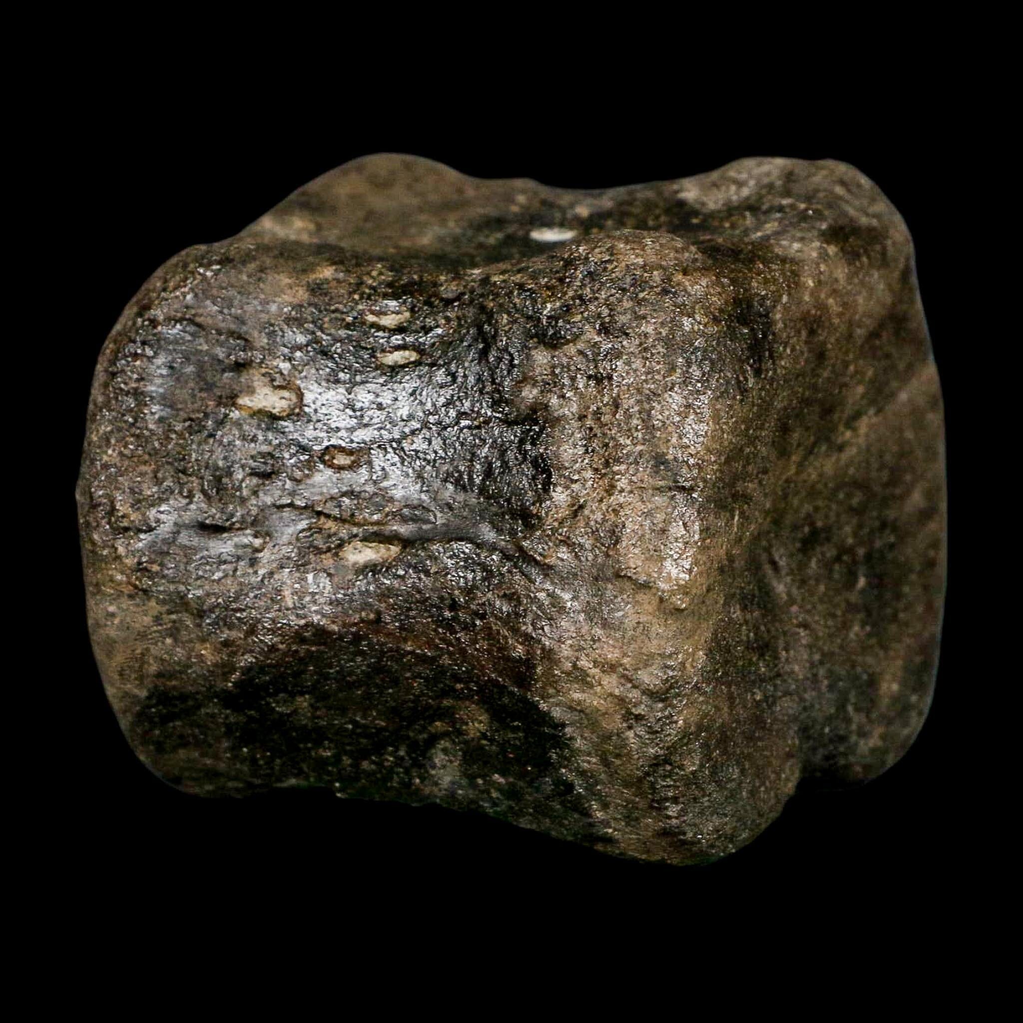2.6" Maiasaura Hadrosaur Dinosaur Vertebrae Bone Fossil Two Medicine FM MT COA - Fossil Age Minerals