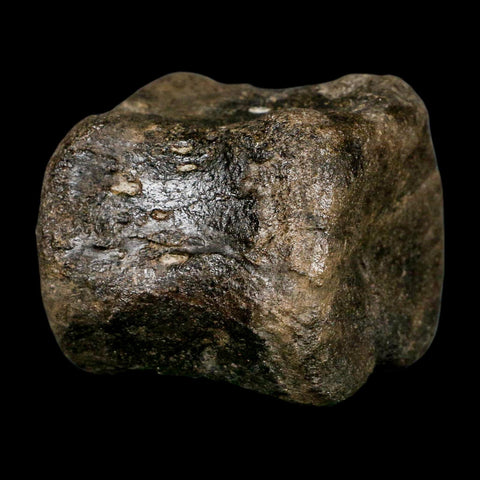 2.6" Maiasaura Hadrosaur Dinosaur Vertebrae Bone Fossil Two Medicine FM MT COA