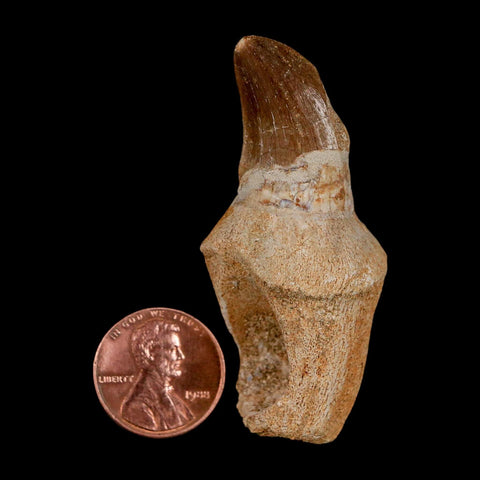 2.2" Mosasaur Prognathodon Anceps Fossil Tooth Rooted Cretaceous Dinosaur Era COA