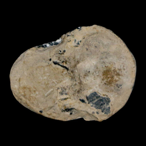 1.3" Elrathia Kingi Trilobite Fossil Utah Cambrian Age 521 Million Years Old COA - Fossil Age Minerals