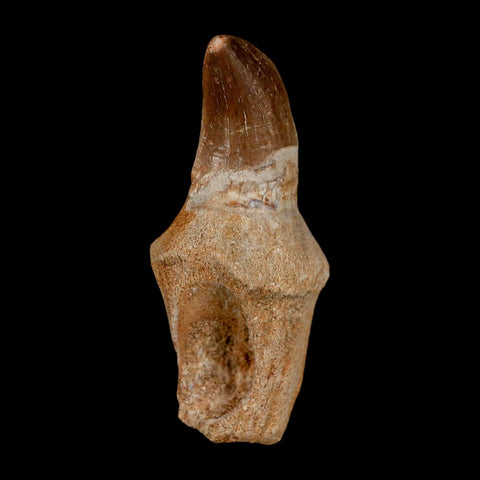 2.2" Mosasaur Prognathodon Anceps Fossil Tooth Rooted Cretaceous Dinosaur Era COA