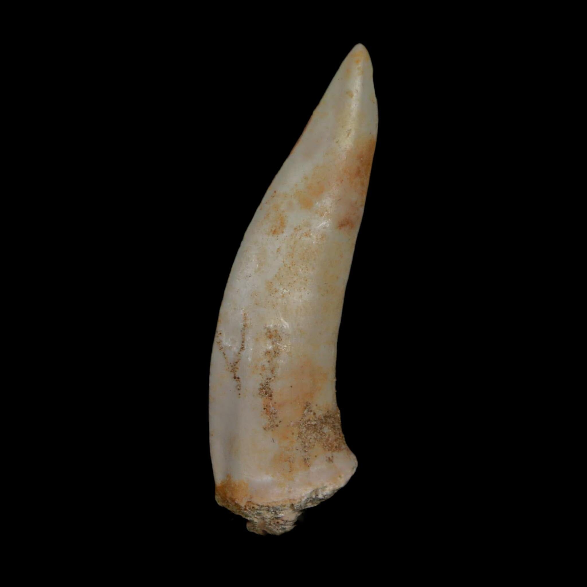 XL 2.1" Saber Toothed Herring Fossil Fang Enchodus Libycus Cretaceous COA Stand - Fossil Age Minerals
