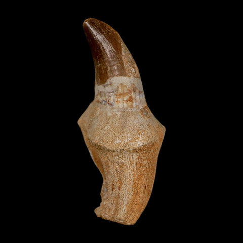 2.2" Mosasaur Prognathodon Anceps Fossil Tooth Rooted Cretaceous Dinosaur Era COA