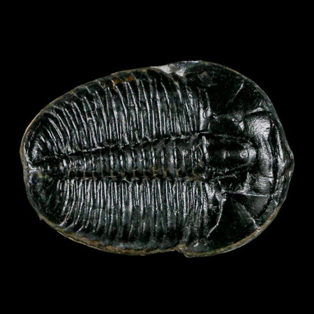 1.3" Elrathia Kingi Trilobite Fossil Utah Cambrian Age 521 Million Years Old COA