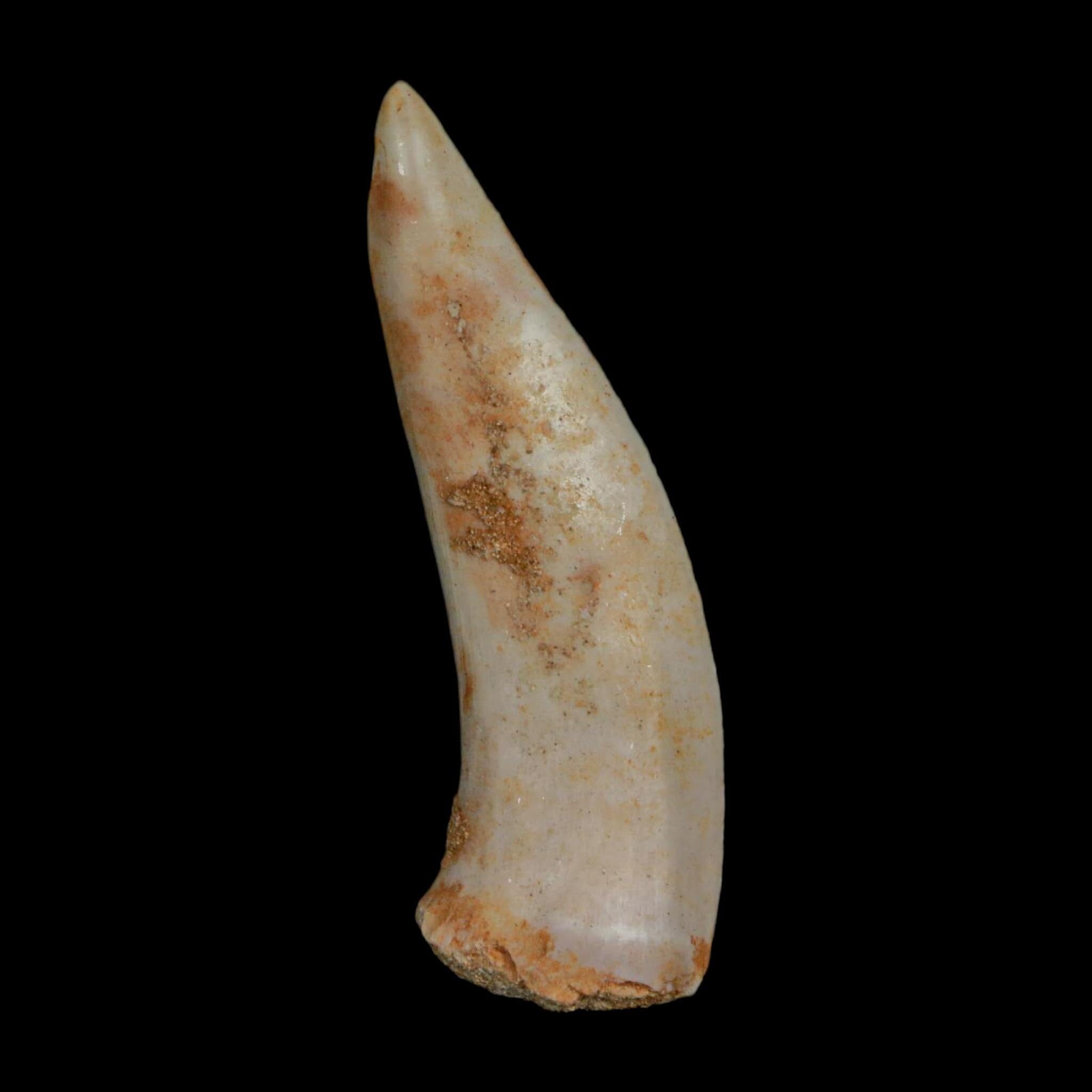 XL 2.1" Saber Toothed Herring Fossil Fang Enchodus Libycus Cretaceous COA Stand - Fossil Age Minerals