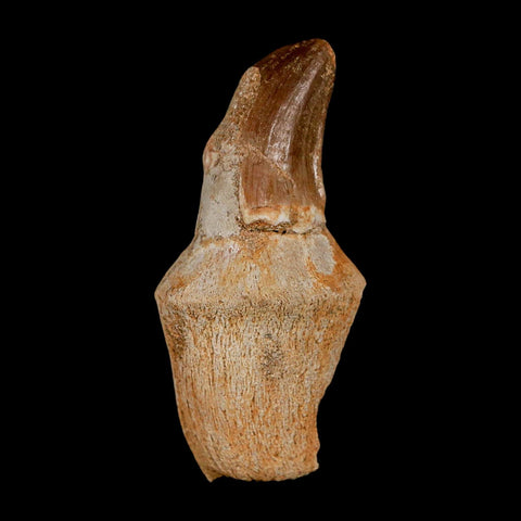 2.2" Mosasaur Prognathodon Anceps Fossil Tooth Rooted Cretaceous Dinosaur Era COA