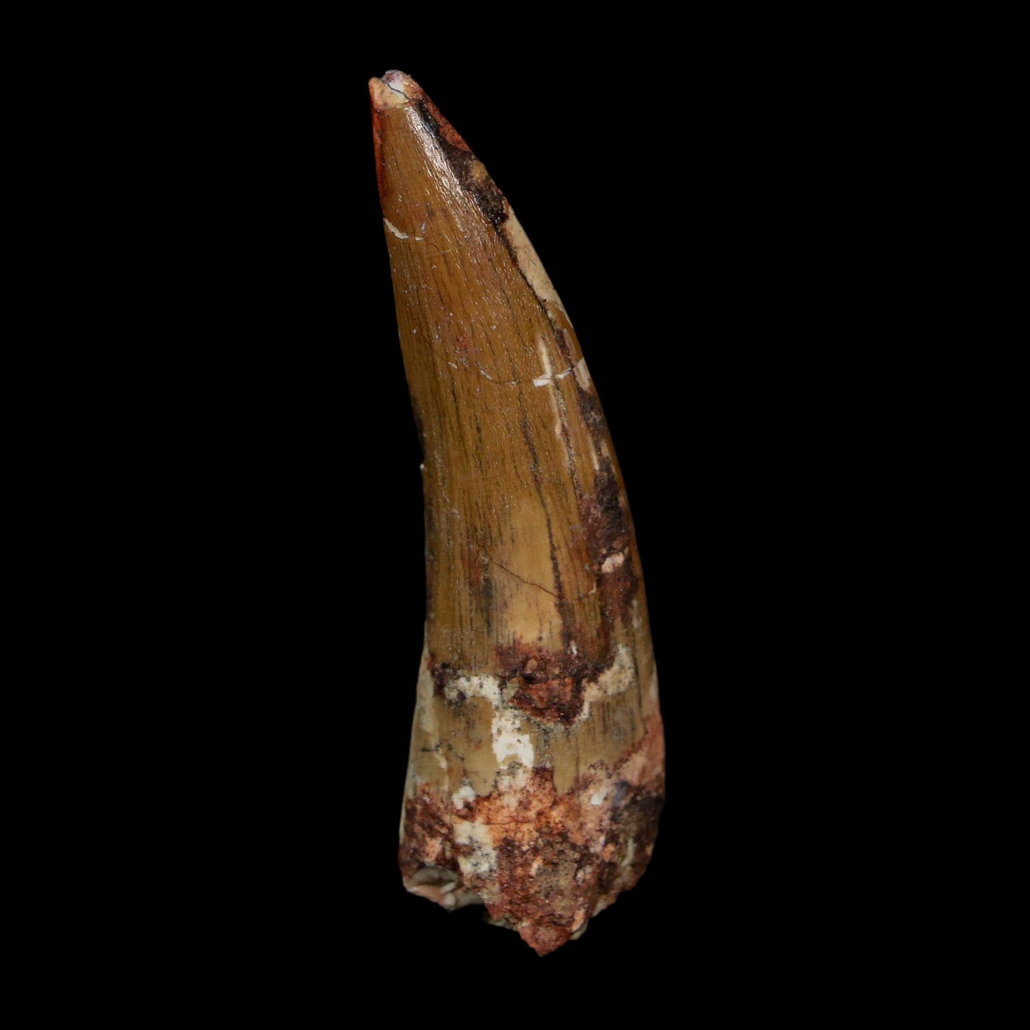 2.1" Suchomimus Fossil Tooth Cretaceous Spinosaurid Dinosaur Elraz FM Niger COA