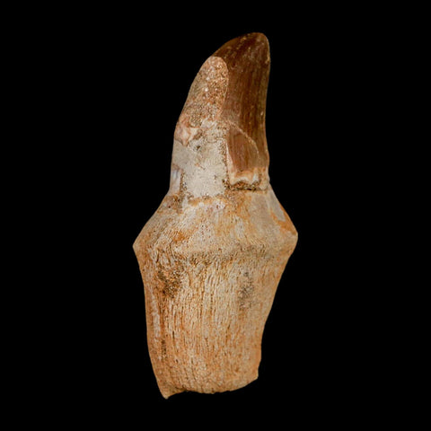 2.2" Mosasaur Prognathodon Anceps Fossil Tooth Rooted Cretaceous Dinosaur Era COA