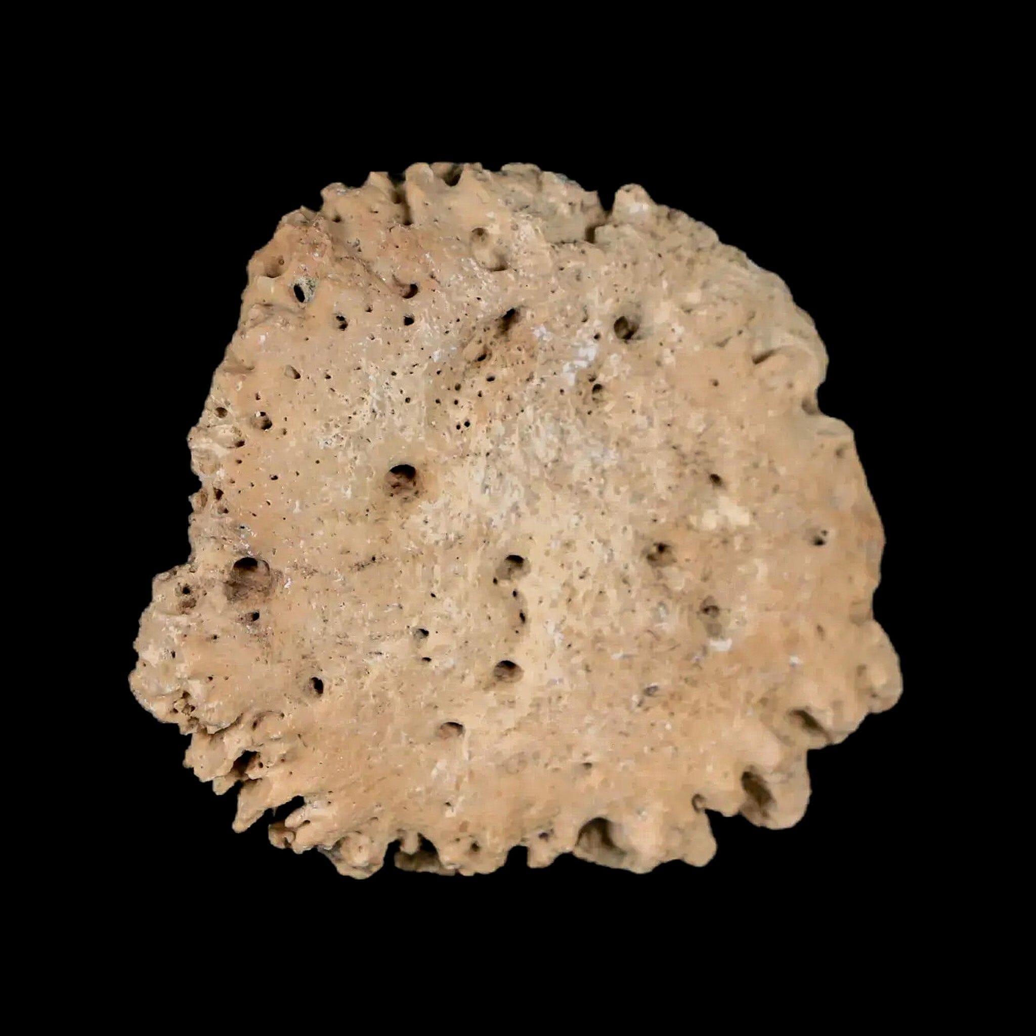 1.7" Glyptodon Fossil Osteoderm Scute Plate Bony Armor Pleistocene Uruguay COA - Fossil Age Minerals