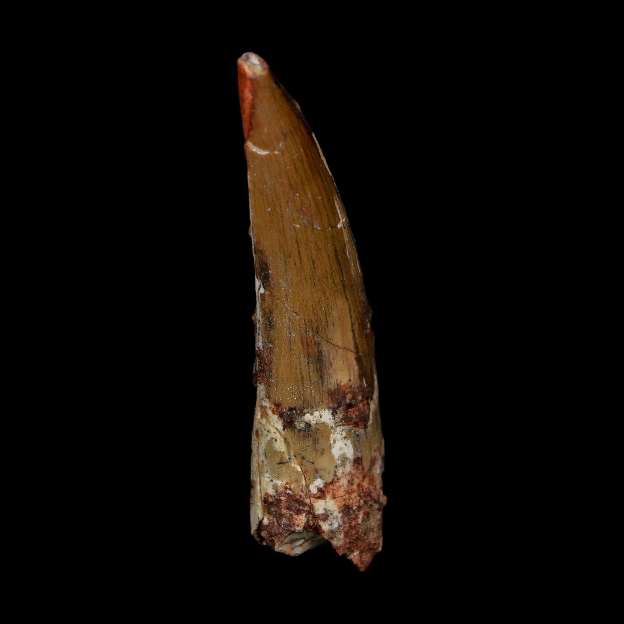 2.1" Suchomimus Fossil Tooth Cretaceous Spinosaurid Dinosaur Elraz FM Niger COA