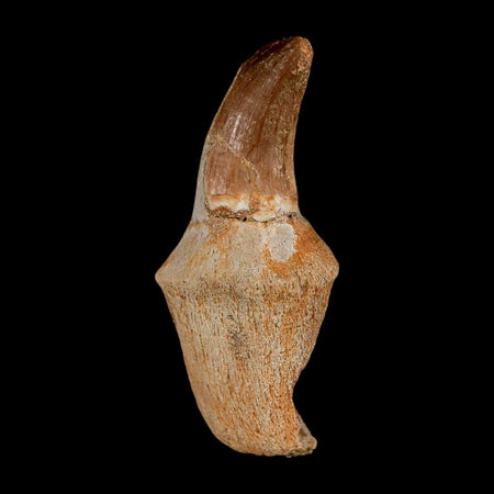2" Mosasaur Prognathodon Anceps Fossil Tooth Rooted Cretaceous Dinosaur Era COA