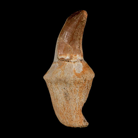 2.2" Mosasaur Prognathodon Anceps Fossil Tooth Rooted Cretaceous Dinosaur Era COA