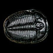 1.3" Elrathia Kingi Trilobite Fossil Utah Cambrian Age 521 Million Years Old COA