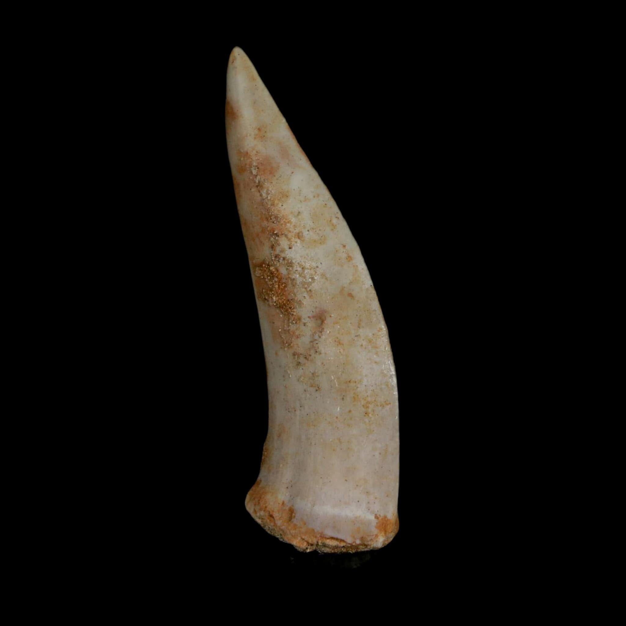 XL 2.1" Saber Toothed Herring Fossil Fang Enchodus Libycus Cretaceous COA Stand - Fossil Age Minerals