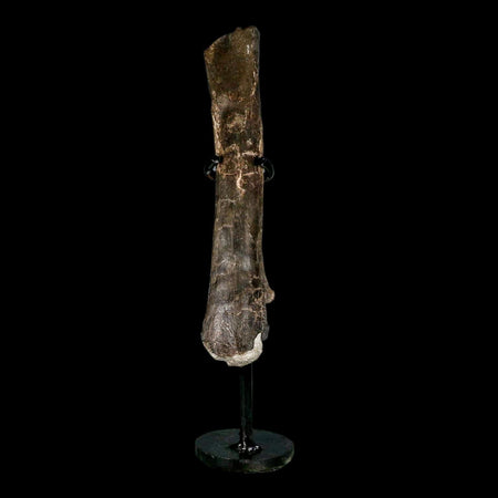 7.5" Tyrannosaur Fossil Metatarsal Bone Cretaceous Dinosaur Two Medicine FM MT COA