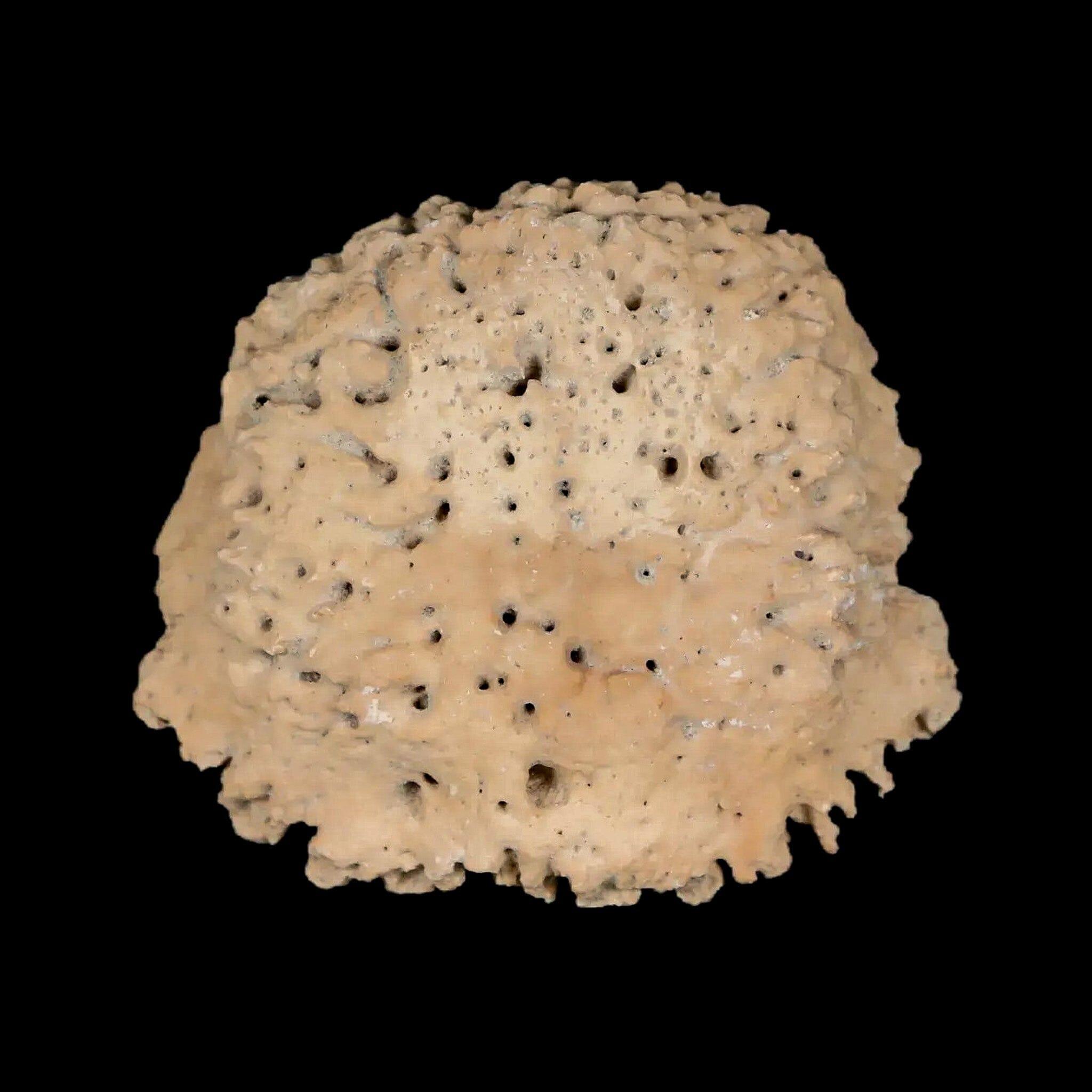 1.7" Glyptodon Fossil Osteoderm Scute Plate Bony Armor Pleistocene Uruguay COA - Fossil Age Minerals