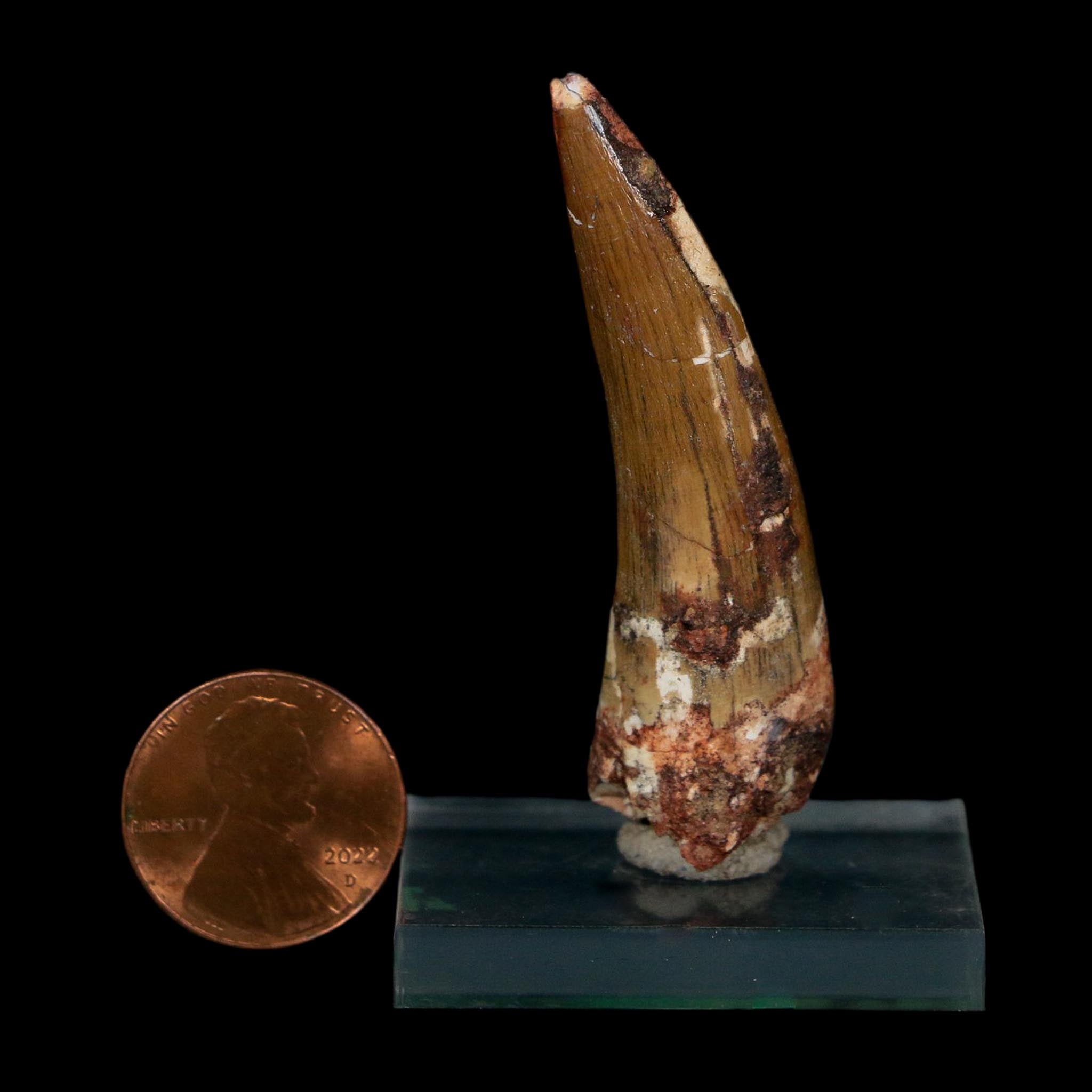 2.1" Suchomimus Fossil Tooth Cretaceous Spinosaurid Dinosaur Elraz FM Niger COA