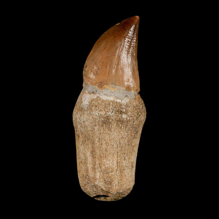 2" Mosasaur Prognathodon Anceps Fossil Tooth Rooted Cretaceous Dinosaur Era COA