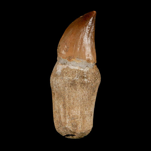 2" Mosasaur Prognathodon Anceps Fossil Tooth Rooted Cretaceous Dinosaur Era COA - Fossil Age Minerals