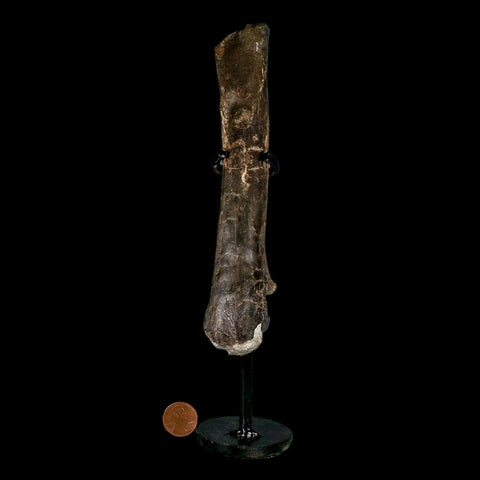 7.5" Tyrannosaur Fossil Metatarsal Bone Cretaceous Dinosaur Two Medicine FM MT COA