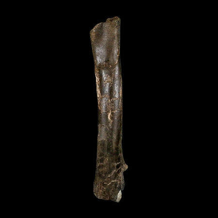 7.5" Tyrannosaur Fossil Metatarsal Bone Cretaceous Dinosaur Two Medicine FM MT COA