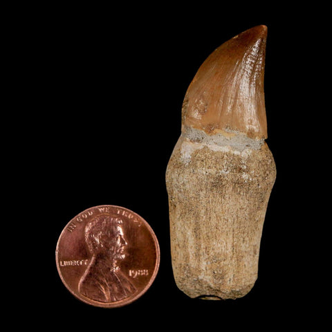 2" Mosasaur Prognathodon Anceps Fossil Tooth Rooted Cretaceous Dinosaur Era COA - Fossil Age Minerals