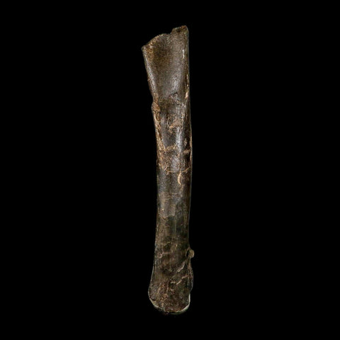 7.5" Tyrannosaur Fossil Metatarsal Bone Cretaceous Dinosaur Two Medicine FM MT COA