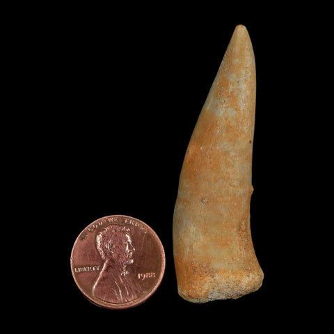 XL 2.2" Saber Toothed Herring Fossil Fang Enchodus Libycus Cretaceous COA Stand