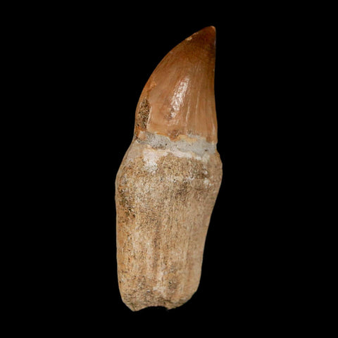2" Mosasaur Prognathodon Anceps Fossil Tooth Rooted Cretaceous Dinosaur Era COA - Fossil Age Minerals