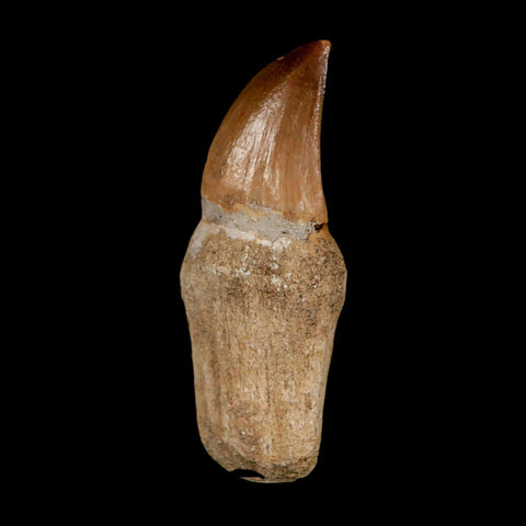 2" Mosasaur Prognathodon Anceps Fossil Tooth Rooted Cretaceous Dinosaur Era COA - Fossil Age Minerals