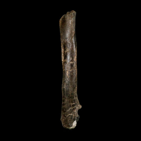 7.5" Tyrannosaur Fossil Metatarsal Bone Cretaceous Dinosaur Two Medicine FM MT COA