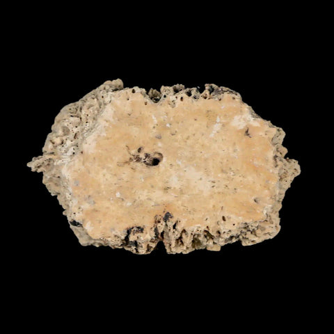 2.2" Glyptodon Fossil Osteoderm Scute Plate Bony Armor Pleistocene Uruguay COA - Fossil Age Minerals