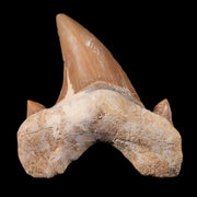 1.8" Otodus Obliquus Shark Fossil Tooth Specimen Oued Zem Morocco COA